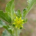 Acanthospermum hispidum Flower