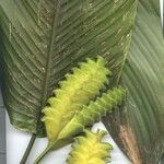 Calathea lasiostachya Hoja
