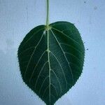 Tilia × euchlora Leaf