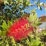 Callistemon citrinusFlor