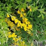 Genista canariensis Flower