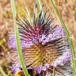 Dipsacus fullonum Floare