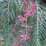 Schinus molle 果実