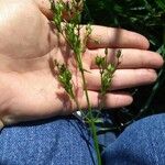 Stenaria nigricans Flower