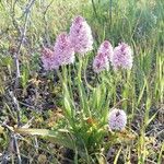 Anacamptis pyramidalis Fiore