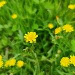 Crepis capillarisफूल