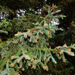Picea engelmannii List