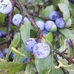 Vaccinium uliginosum Fruit