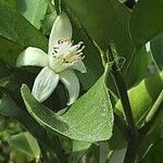Citrus × aurantium Kukka