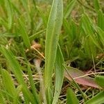 Tripolium pannonicum Leaf