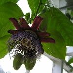 Passiflora quadrangularis ശീലം