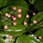 Pleuranthodendron lindenii 果