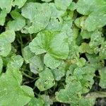 Centella asiatica Blad