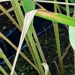Calamagrostis × acutiflora Écorce