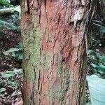 Coelocaryon preussii Corteza