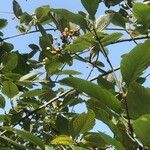 Aria edulis Fruit