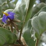 Solanum lycocarpum