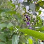 Solanum dulcamara Virág