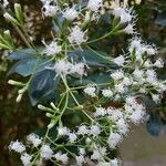 Ageratina ligustrina Otro