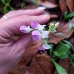 Collinsia bartsiifoliaCvet