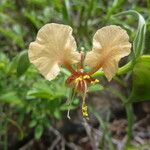 Commelina reptans മറ്റ്