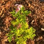 Pelargonium x asperum Flower