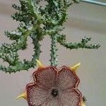 Edithcolea grandis Leaf