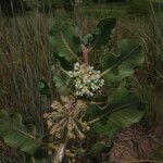 Asclepias arenaria Flower