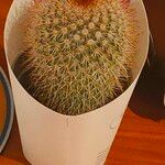 Mammillaria spinosissima 葉