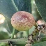 Acokanthera oppositifolia Fruit