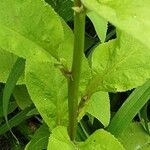 Digitalis grandiflora Kabuk