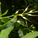 Olyra latifolia