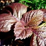 Perilla frutescens Blatt