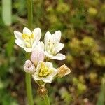 Nothoscordum gracile Flower