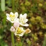 Nothoscordum gracile പുഷ്പം