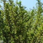 Taxus baccata आदत