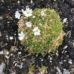 Cerastium regelii Flower