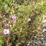 Agalinis tenuifolia Fuelha