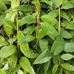 Aeschynanthus longicaulis Leaf