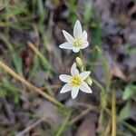 Nothoscordum gracile 花
