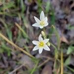 Nothoscordum gracile Fiore