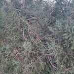 Juniperus drupacea Vivejo