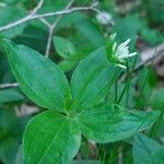 Asperula taurina पत्ता