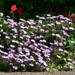 Osteospermum ecklonis Hábitos