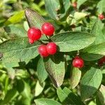 Lonicera pyrenaica Fruit