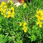 Genista monspessulana 形態