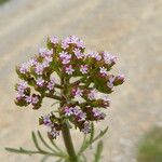 Centranthus calcitrapae Λουλούδι