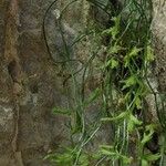 Asplenium seelosii Агульны выгляд