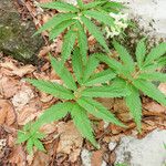 Cardamine kitaibelii Feuille