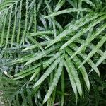 Pteris creticaЛіст